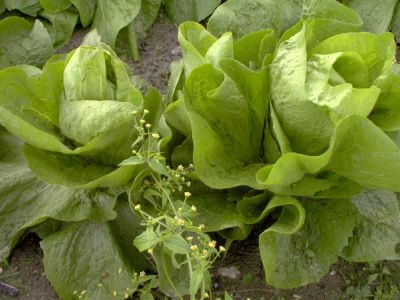 1634562227_radič_strucar_se_ni_v_nevarnosti,_ni_potrebno_prekrivanje,_kasneje_ga_lahko_se_prestavite