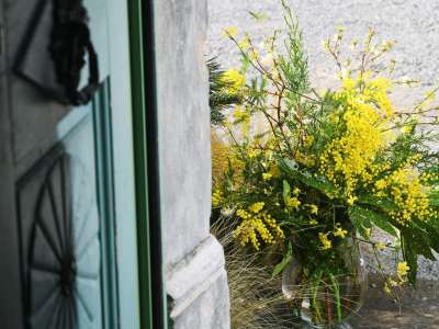 mimoze