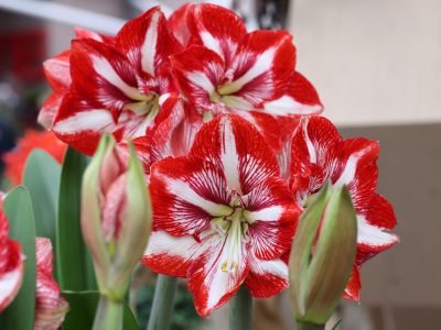 amarilis