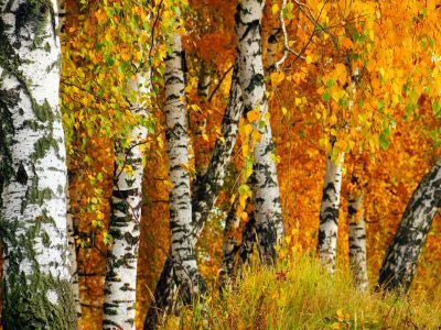 drevesa shutterstock (4).jpg