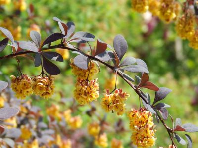 invazivne thunbergov cesmin Berberis thunbergii_2 (1).jpg