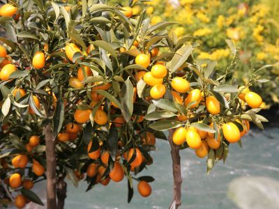 kumkvat, drevo, sadeži, citrus