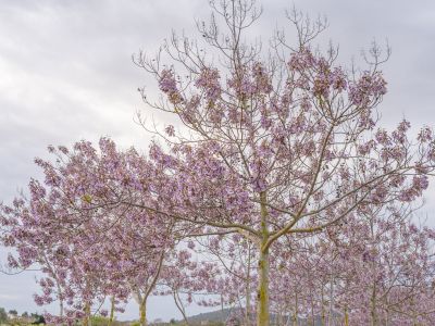 PP2-maj21.jpg