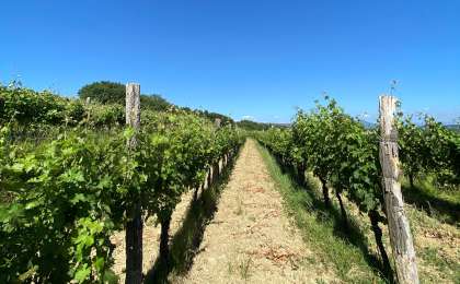 Vinogradi Rodica