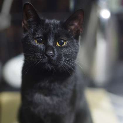mucek