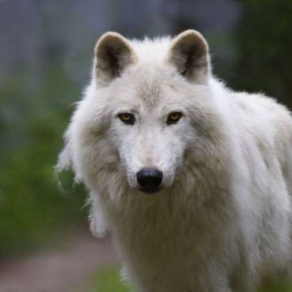 volk