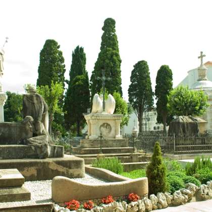 cipresa