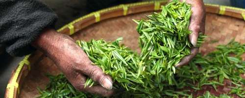 5000 let zelenega čaja