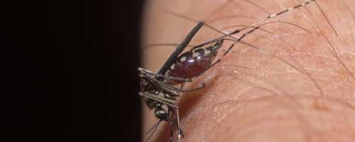 V ZDA potrdili prve okužbe prek domačih komarjev
