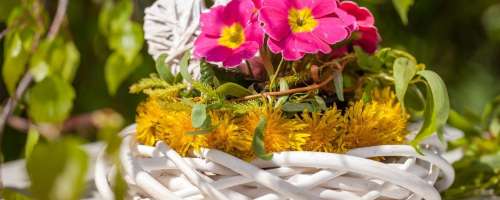Zakaj primulam odpadejo cvetovi in rumenijo listi?