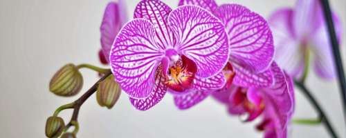 5 stvari, za katere vaša orhideja želi, da jih veste