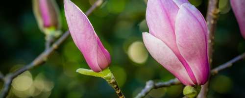 Kako do čudovite magnolije?