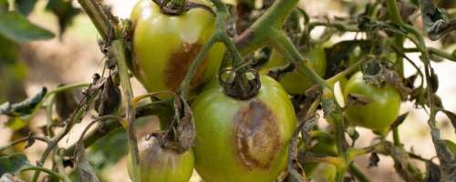 Ljubitelji paradižnika jezni: plesen jim uničuje pridelek