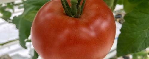 Semen paradižnika ne zavržite, saj so zelo zdrava in okusna