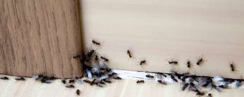 Domača mešanica, ki prežene mravlje iz vašega doma