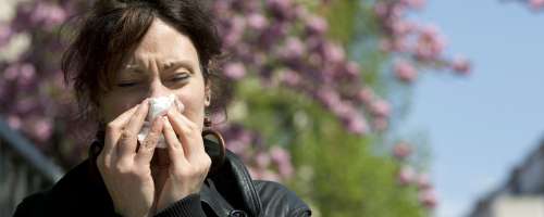Pozor, na pohodu so že pomladne alergije. Kako lajšati težave?