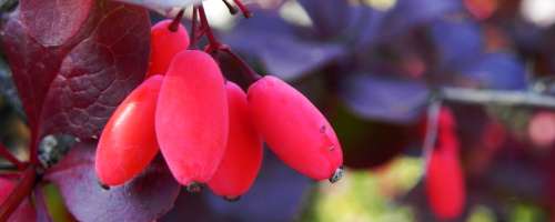 Češminove jagode zdravilne, a pozabljene od sveta