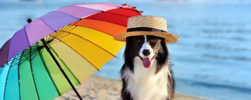 Ideje in nasveti za pasjo hrano v poletnih mesecih