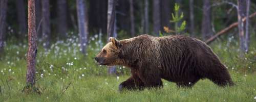 Strokovnjak svetuje: Kako ravnati, če srečate medveda?