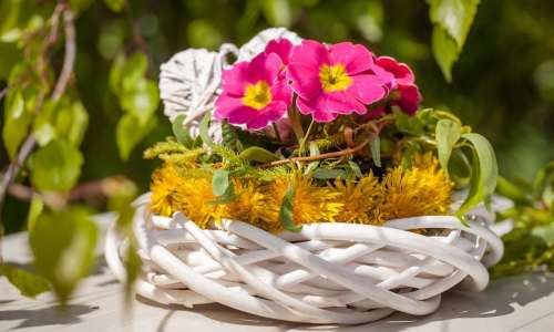 Zakaj primulam odpadejo cvetovi in rumenijo listi?