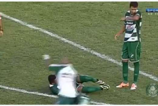 murici palmeiras