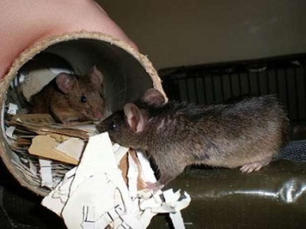 Ste opazili kakšno miš ali  podgano?