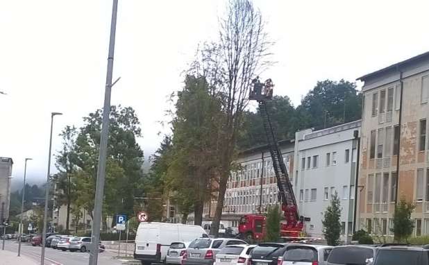 Posekali bodo tudi drevo pred bolnico