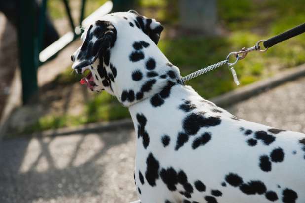 Lastniki psov lahko dobijo tudi do 200 evrov globe