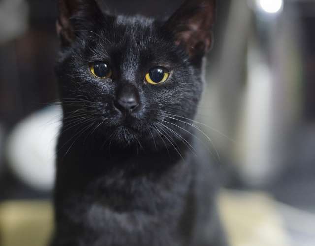 mucek