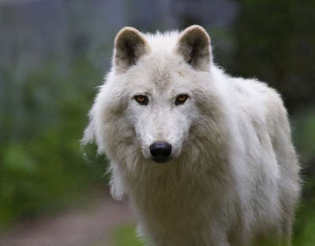 volk