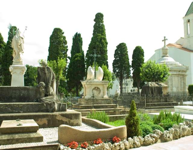 cipresa