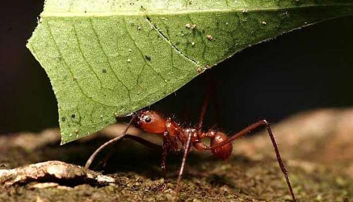 mravlja