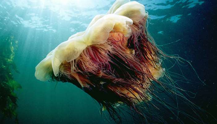 Medusa-detta-criniera-di-leone-in-nord-america-lions-mane-jellyfish..