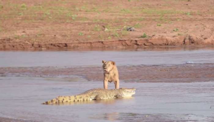 Lev in krokodil