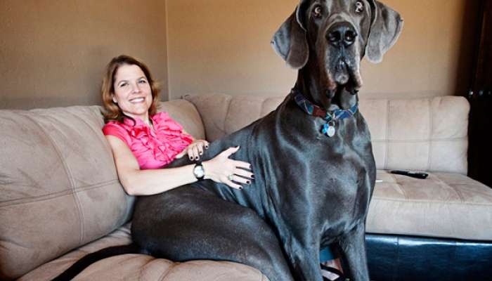 zeus največji pes na svetu