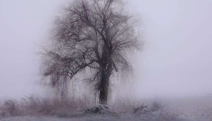 zima vreme drevo sneg tony