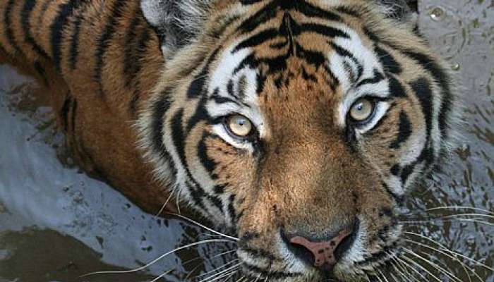 tiger, živalski vrt ljubljana
