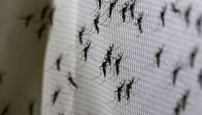Aedes aegypti komarji