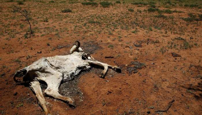 suša, Afrika, pogin živali