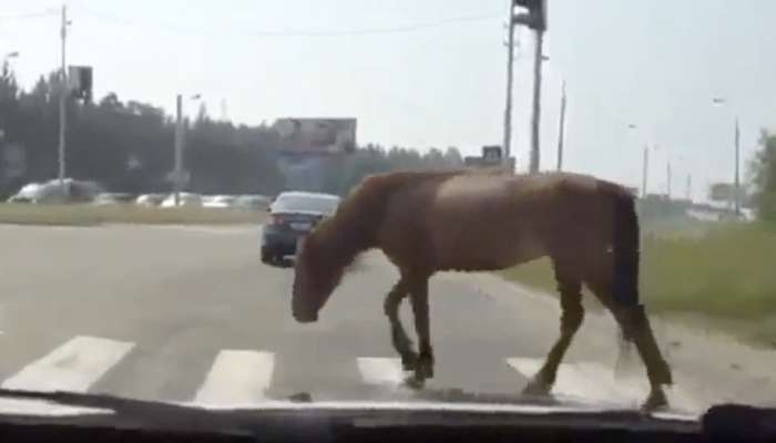 konj, cesta, nesreča
