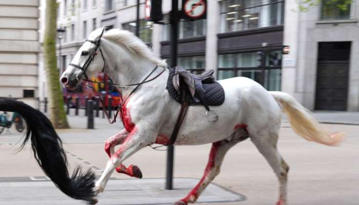 london, konj