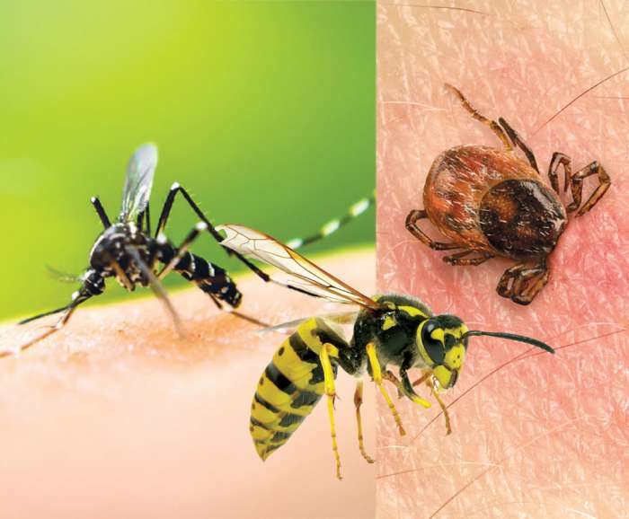 Nadležni in nevarni ose, komarji in klopi