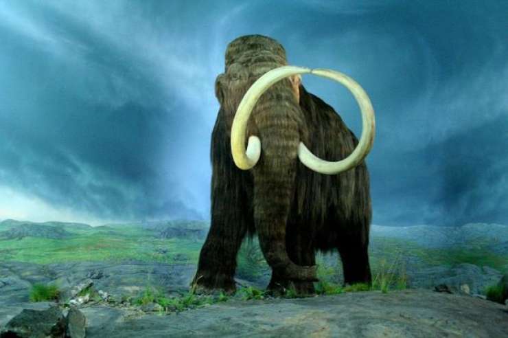 Ruski deček našel izjemno dobro ohranjene ostanke mamuta