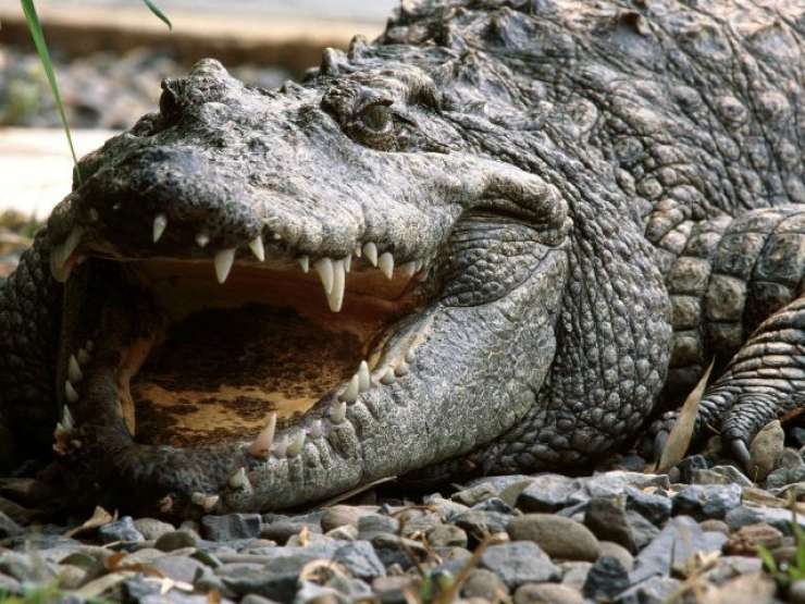 Na avstrijskem Koroškem iščejo krokodila v Dravi