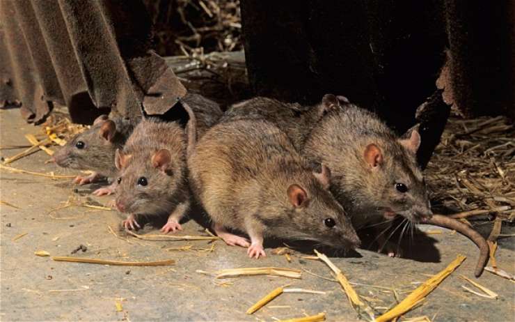 Indijske podgane popile več tisoč litrov zaseženega alkohola