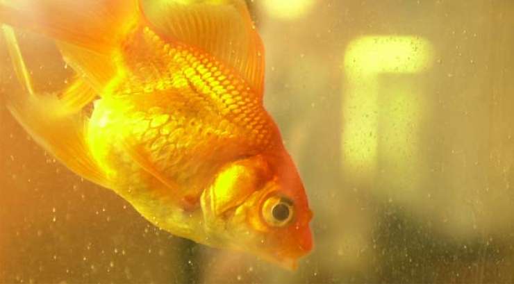 Za zdravljenje zaprte zlate ribice plačal kar 300 funtov