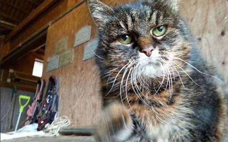 Na Švedskem živi domnevno 29 let stara mačka