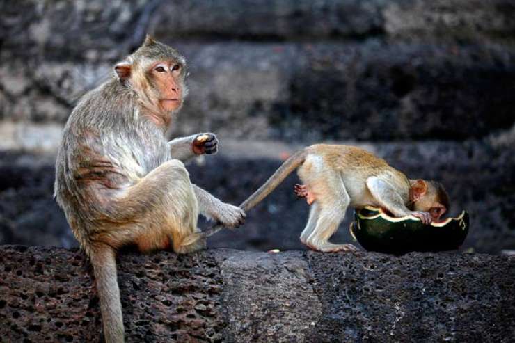 Opica v indijskem templju ukradla torbico in vernikom zmetala denar