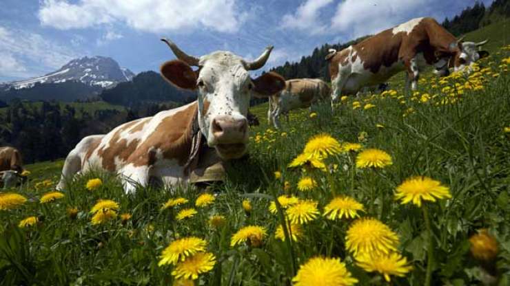 Švicarska vojska kradla francosko vodo, da je napojila krave