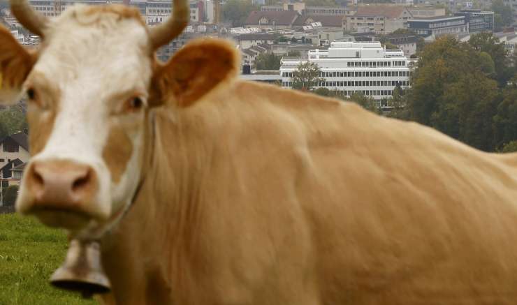 Francozu na avto padla pol tone težka krava